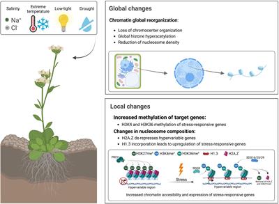 Histone variants and modifications during abiotic stress response